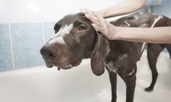 Hundeshampoo mit natürlichen Inhaltsstoffen