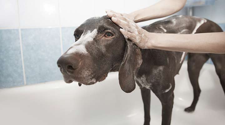 Hundeshampoo
