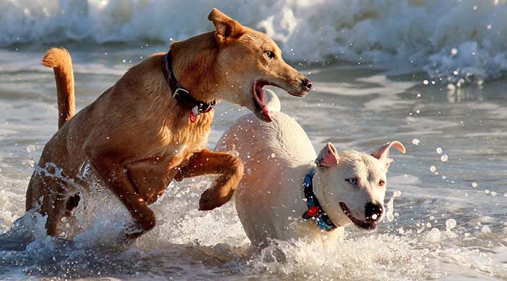 Urlaub mit Hund in Zeeland am Strand