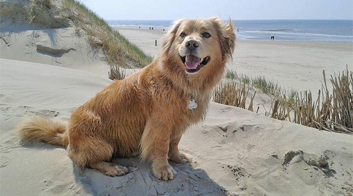 Hund am Strand