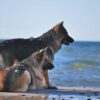 Diese 7 Ostsee-Orte werden Sie und Ihr Hund im Urlaub lieben