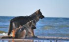 Diese 7 Ostsee-Orte werden Sie und Ihr Hund im Urlaub lieben