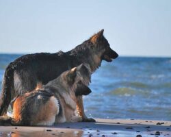 Diese 7 Ostsee-Orte werden Sie und Ihr Hund im Urlaub lieben