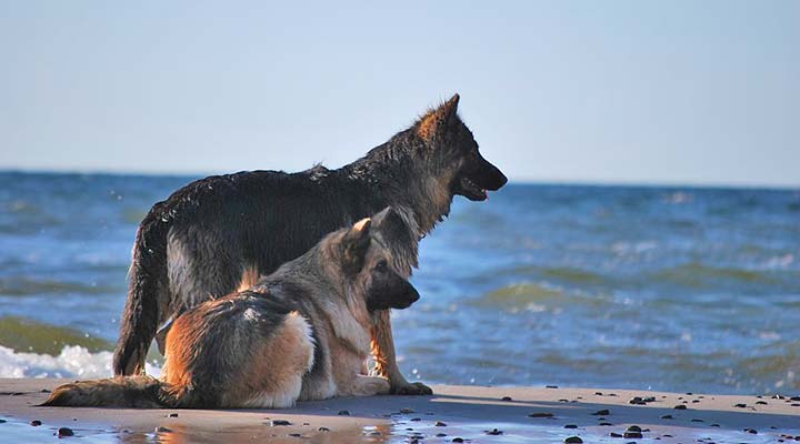 7 Orte für Ostsee Urlaub mit Hund
