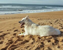 Urlaub mit Hund in Frankreich