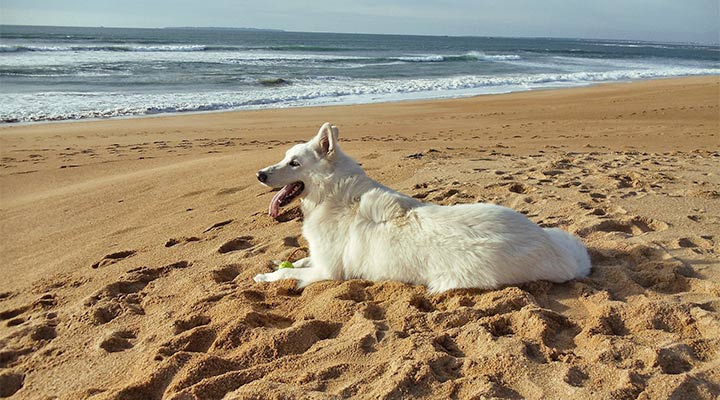 Badeurlaub mit Hund in Frankreich