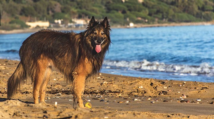 Urlaub mit Hund in Frankreich - Badeurlaub