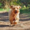 Urlaubsidee mit Hund: Malscesine am Gardasee