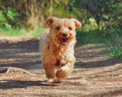 Urlaubsidee mit Hund: Malscesine am Gardasee