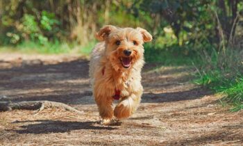 Urlaubsidee mit Hund: Malscesine am Gardasee