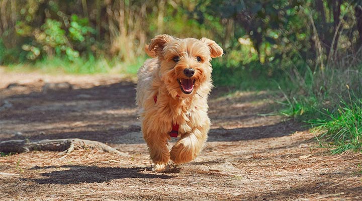 Urlaub mit Hund in Malcesine am Gardasee